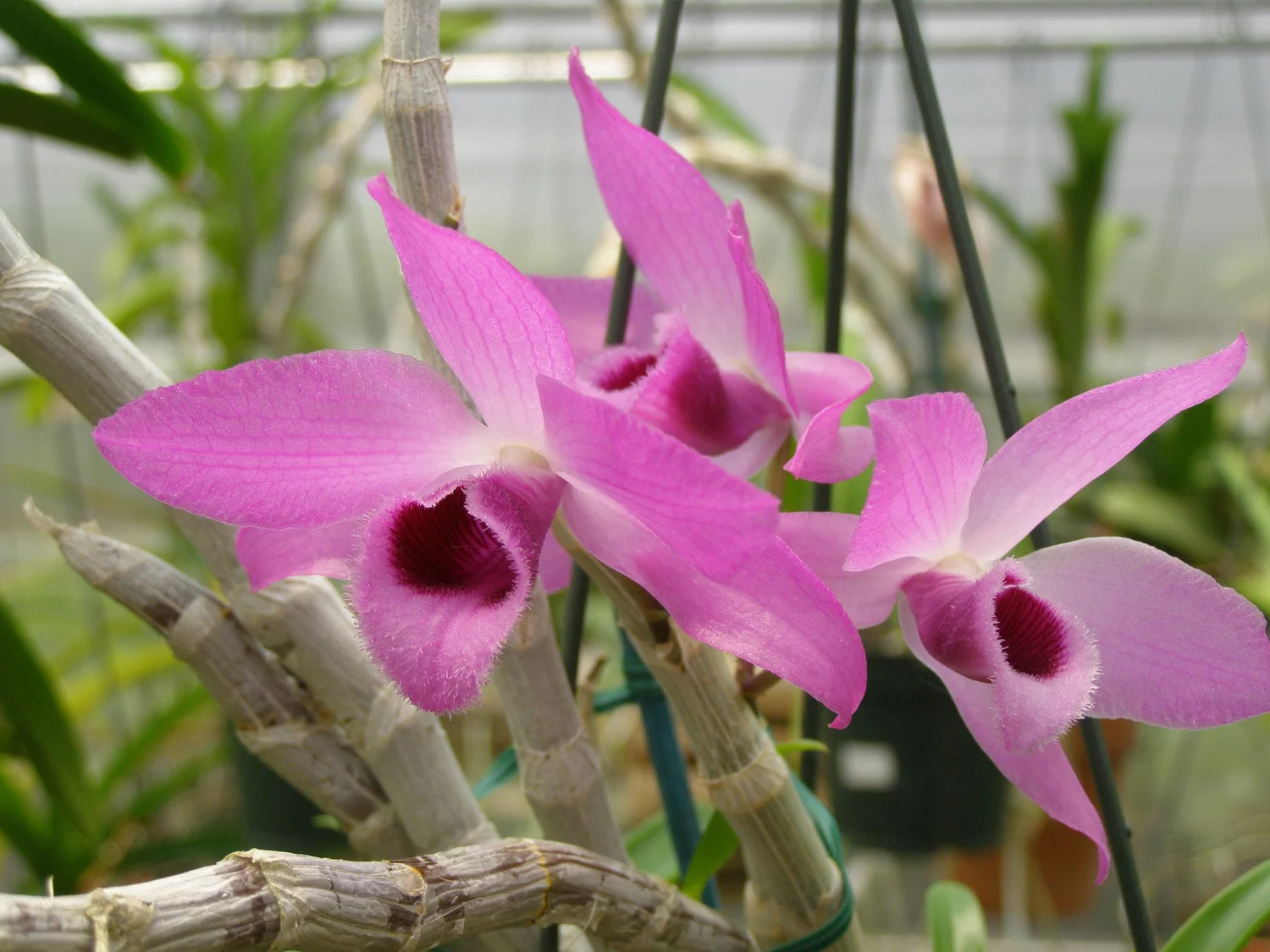 Dendrobium Culture Sheet — Illinois Orchid Society